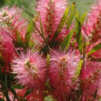 Callistemon 'Candy Pink' 6" Pot flowers on a bush in a field.
