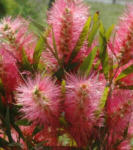 Callistemon 'Candy Pink' 6" Pot flowers on a bush in a field.
