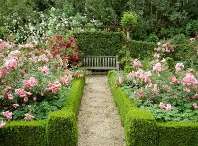 A serene garden pathway leading to a bench surrounded by blooming pink roses and trimmed hedges.