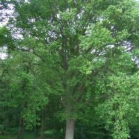 A Quercus 'English Oak' 10" Pot in a park surrounded by plants.