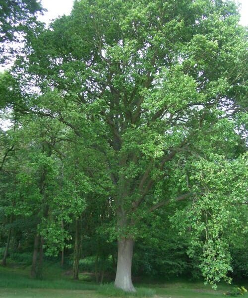 A Quercus 'English Oak' 10" Pot in a park surrounded by plants.
