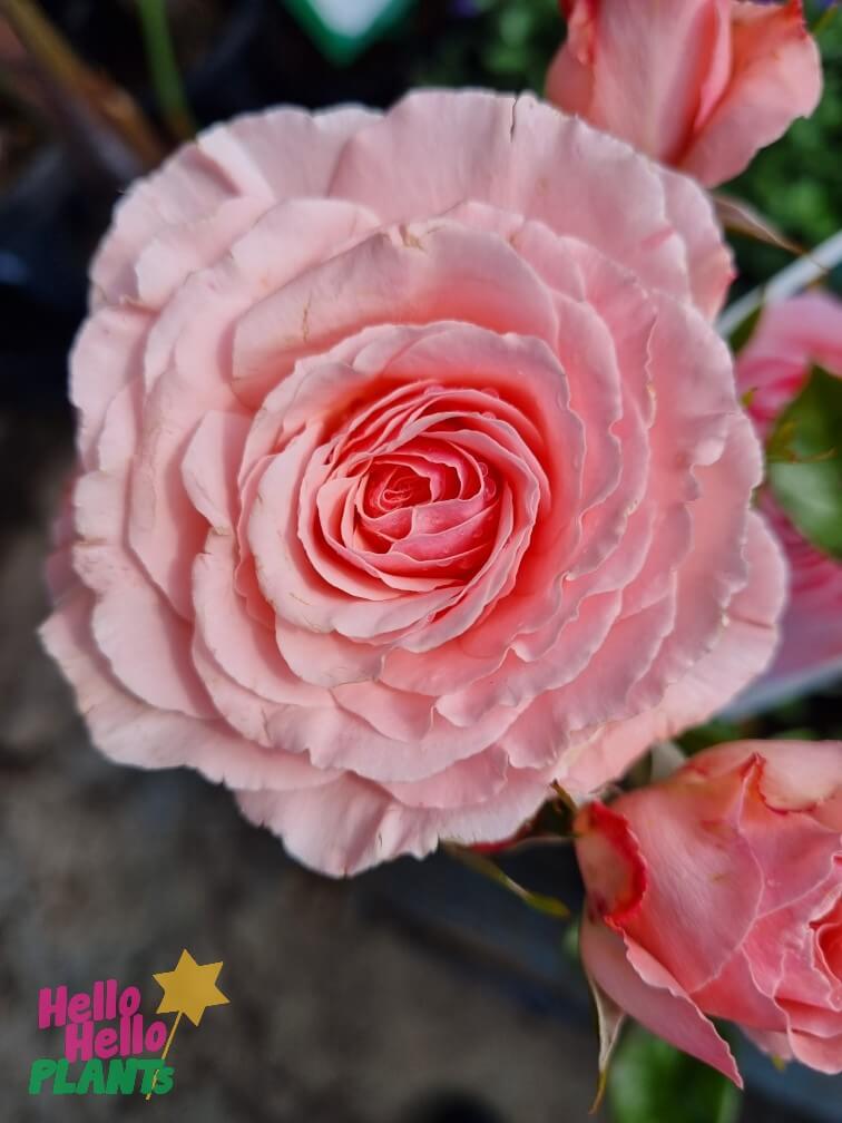 Rose 'Sexy Rexy' - Image 2