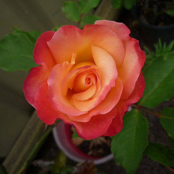 A blooming orange-pink rose with green leaves in a garden setting.