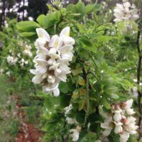 White blossoms on a green shrub with a blurred background of a green and white garden.