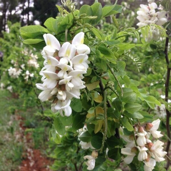 White blossoms on a green shrub with a blurred background of a green and white garden.