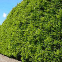 Cupressus 'Castlewellan Gold' Conifer