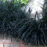 Dense clusters of dark-leaved Mondo Grass types bordering a stone pathway.