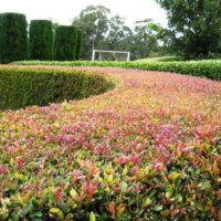 Acmena smithii 'Lilly Pilly'