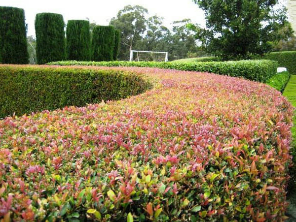 Acmena smithii 'Lilly Pilly'