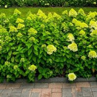 A row of blooming hydrangea bushes with pale green and white flowers borders a paved path in front of a lawn, whilst a Brachychiton 'Illawarra Flame Tree' brings vibrant colour nearby.