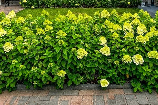 A row of blooming hydrangea bushes with pale green and white flowers borders a paved path in front of a lawn, whilst a Brachychiton 'Illawarra Flame Tree' brings vibrant colour nearby.