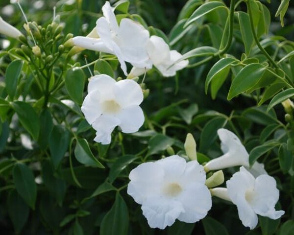 Pandorea 'Lady Di' 6" Pot, a white flowered bush with green leaves.