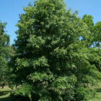 Quercus 'Pin Oak Tree'
