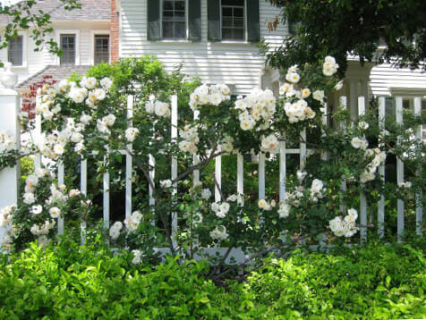Climbing white iceberg roses rambling over a fence