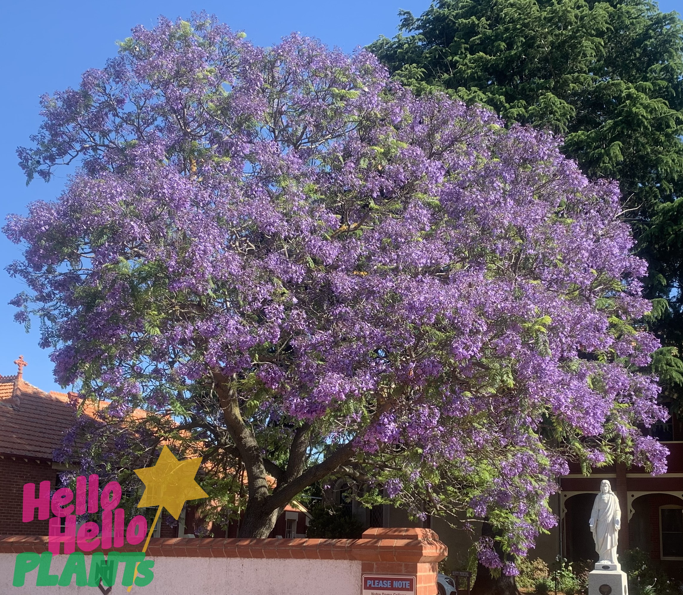 Jacaranda Tree - Image 8