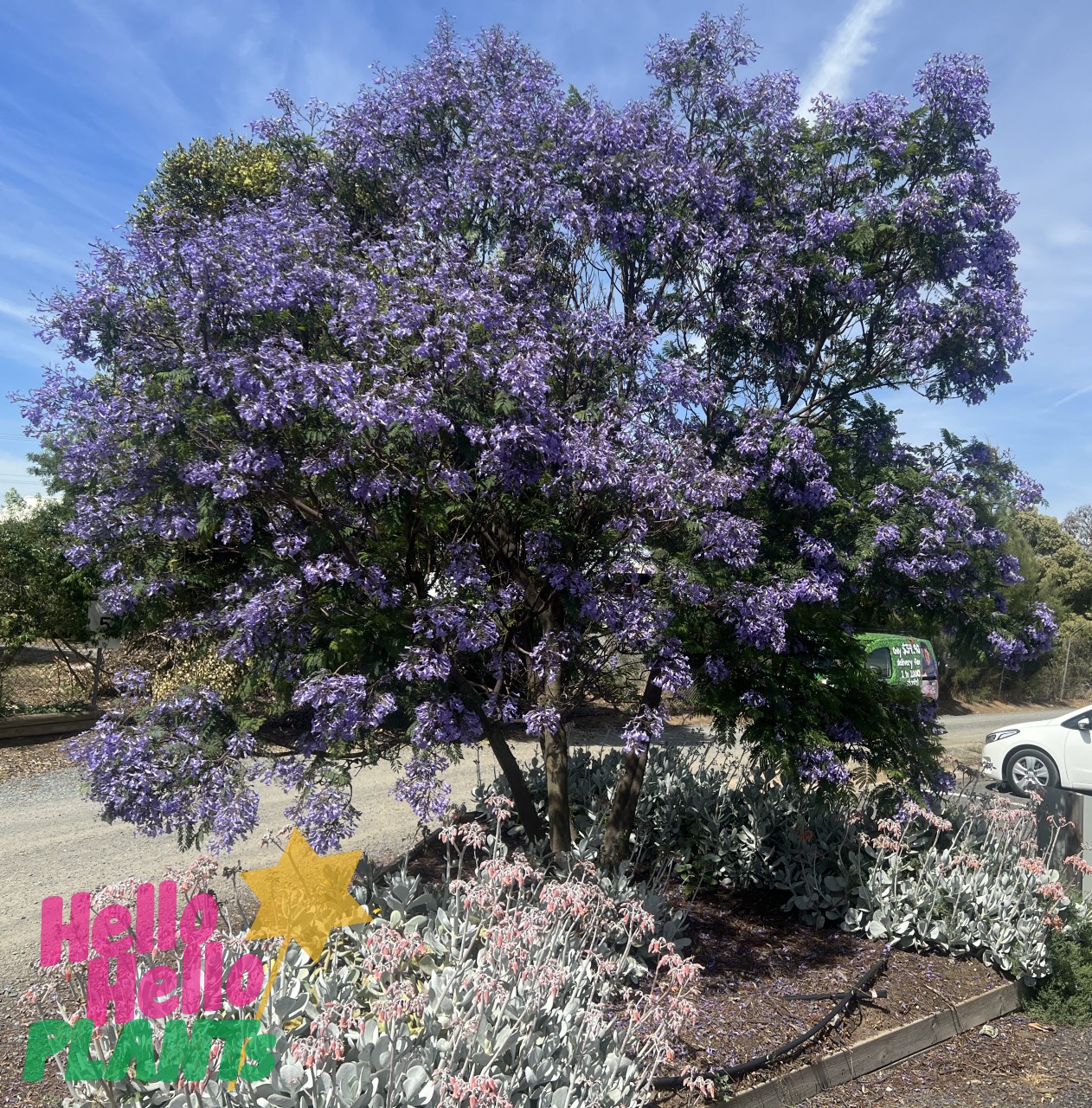 Jacaranda Tree - Image 9