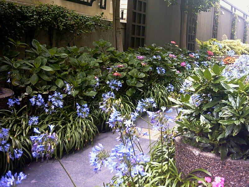 An Agapanthus 'Baby Blue' 3" Pot garden with flowers and plants.