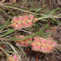 A Callistemon 'Injune' Bottlebrush 6" Pot on a branch.