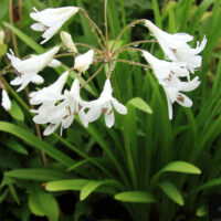 A bunch of Agapanthus 'Dwarf White' 6" Pot flowers in a garden.