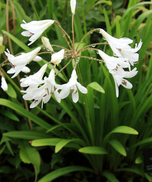 A bunch of Agapanthus 'Dwarf White' 6" Pot flowers in a garden.