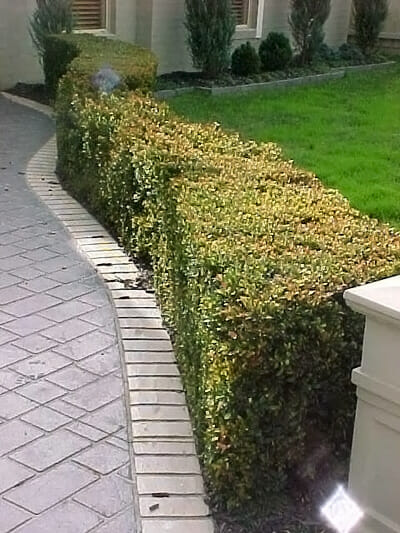 Acmena 'Dwarf Lilly Pilly' 6" Pot - Image 2