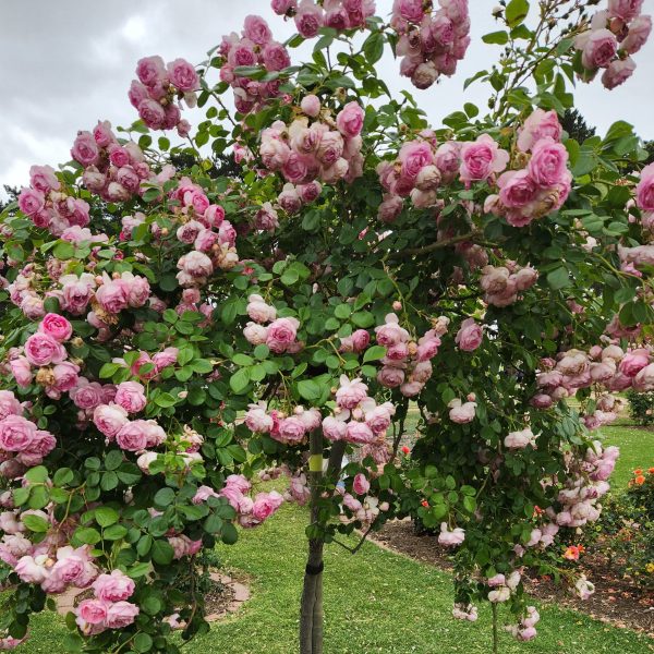 Rosa climbing rose Jasmina Pink blooms on a climbing rose pink