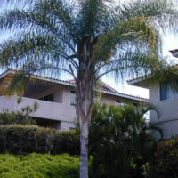 Syagrus 'Cocos Palm'