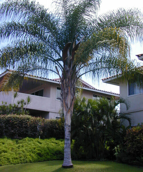 Syagrus 'Cocos Palm'