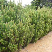 Adenanthos 'Woolly Bush'