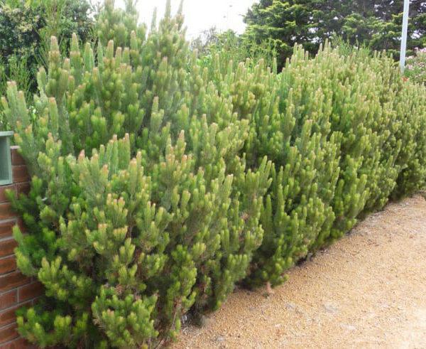 Adenanthos 'Woolly Bush'