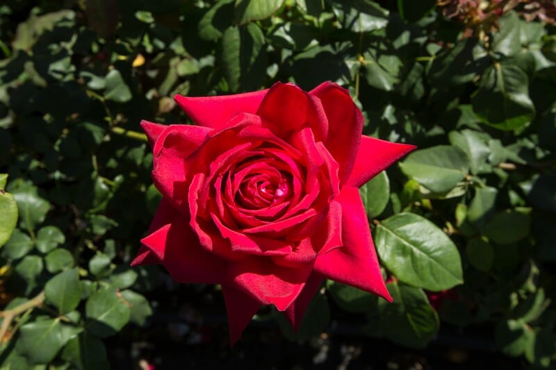 Rose 'Camp David' - Image 3