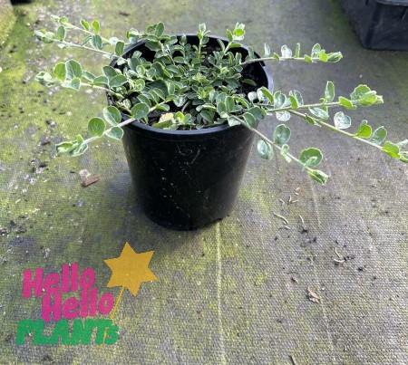 A small potted Convolvulus 'Blue' plant with green leaves on a grey surface. The text "Hello Hello PLANTS" with a yellow star is printed on the lower left corner, complementing the vibrant greenery in its 6" pot.