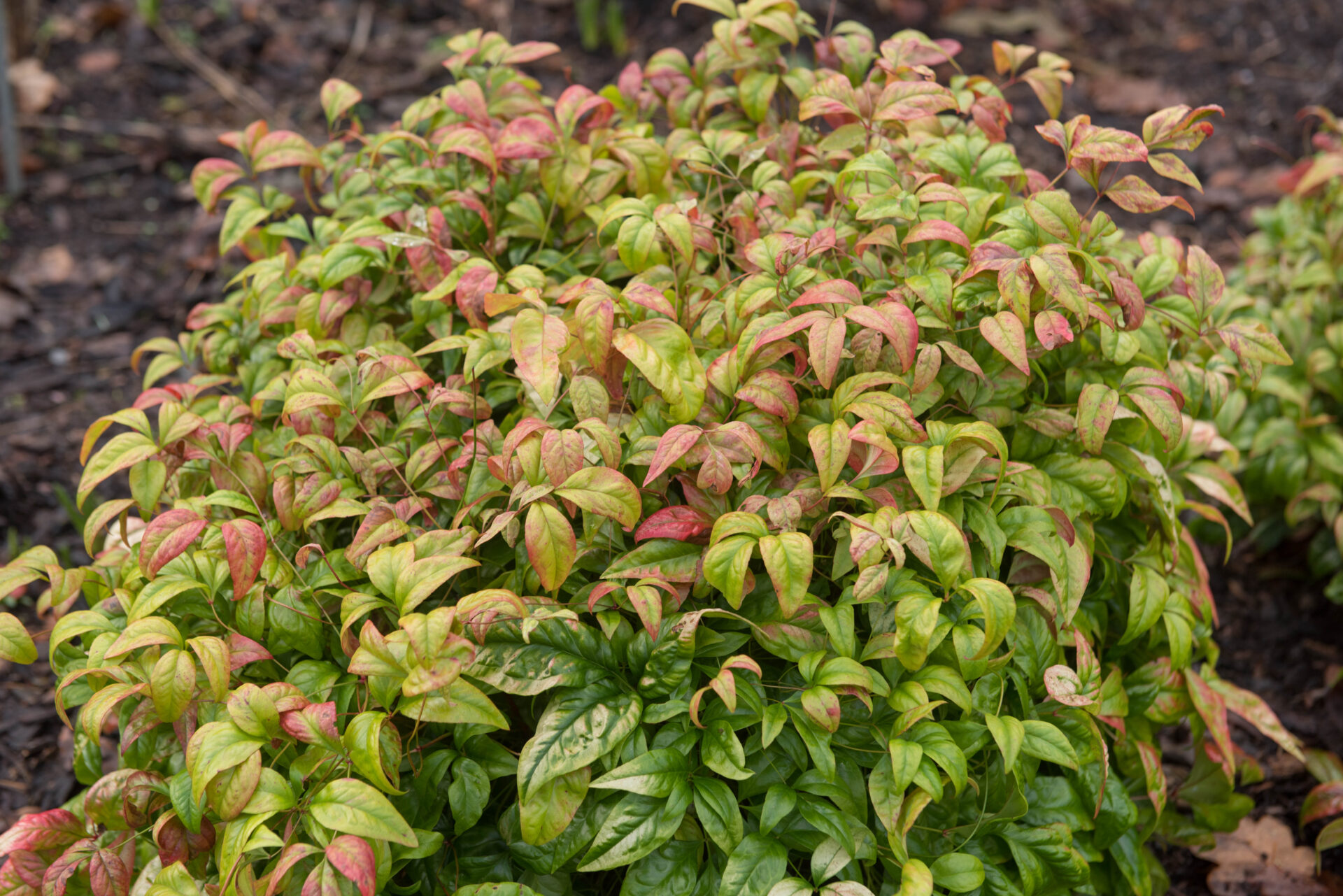 Nandina nana 'Dwarf Nandina' - Image 6