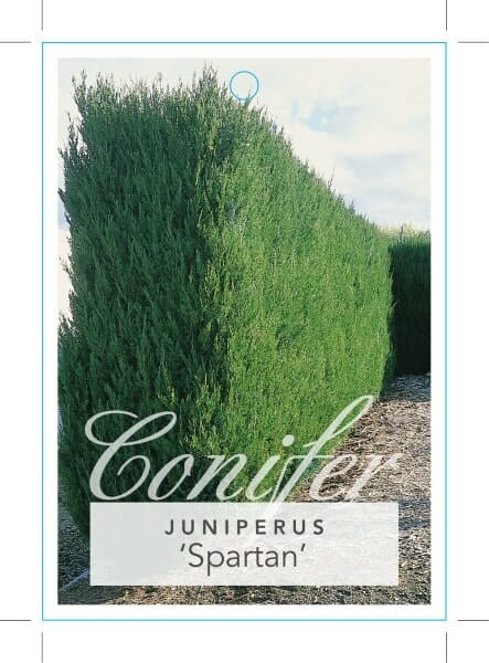 A photograph of a neatly trimmed Juniperus 'Spartan' Conifer hedge in an outdoor setting. The text on the image reads "Juniperus 'Spartan' Conifer".