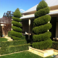 Topiary