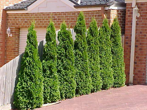 A row of Thuja 'Smaragd' Conifer 16" Pot trees in front of a brick building.