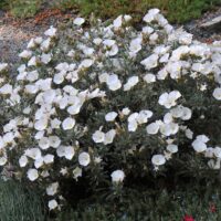 convolvulus cneorum Silver Bush flowering