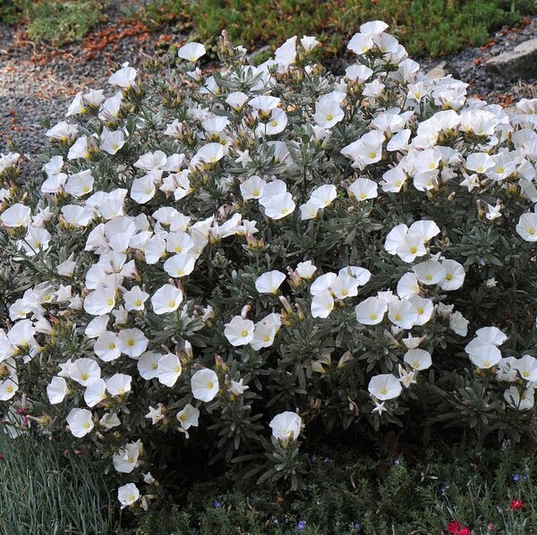 convolvulus cneorum Silver Bush flowering