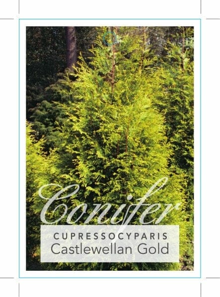 Cupressus 'Castlewellan Gold' Conifer - Image 3