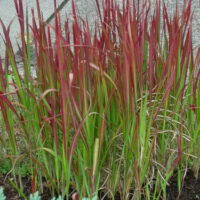 Imperata 'Japanese Blood Grass' 6" Pot