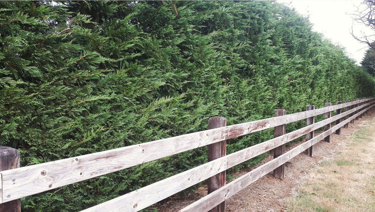 Cupressus 'Leighton Green' Conifer - Image 6