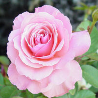 Rose 'Bridal Pink'