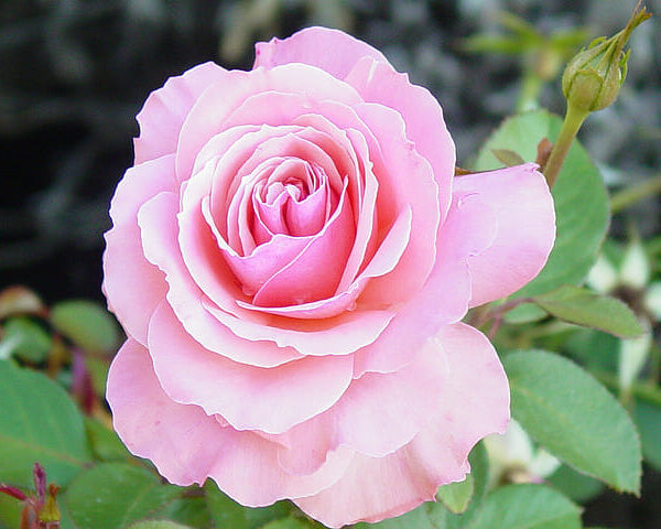 Rose 'Bridal Pink'