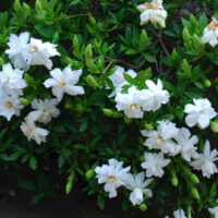 Gardenia 'Radicans' 6" Pot