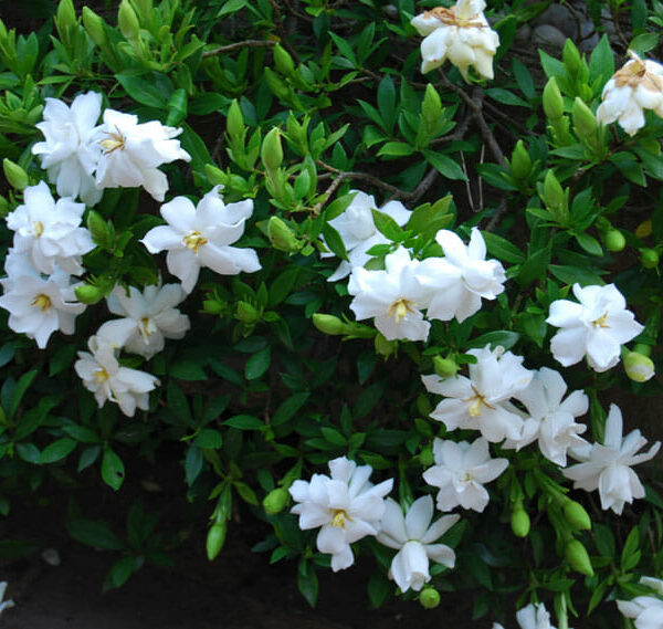 Gardenia 'Radicans' 6" Pot