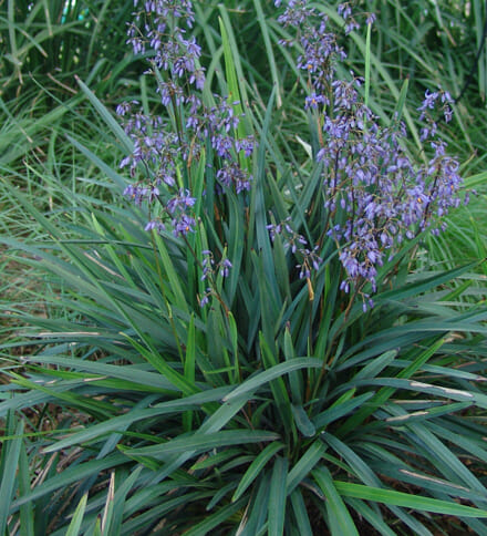 Dianella caerulea 'Blue Flax Lily'