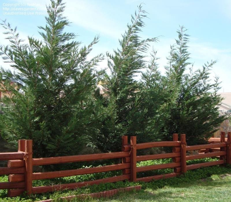 Cupressus 'Leighton Green' Conifer - Image 4