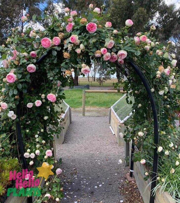 Rose 'Pierre de Ronsard' Climber - Image 2