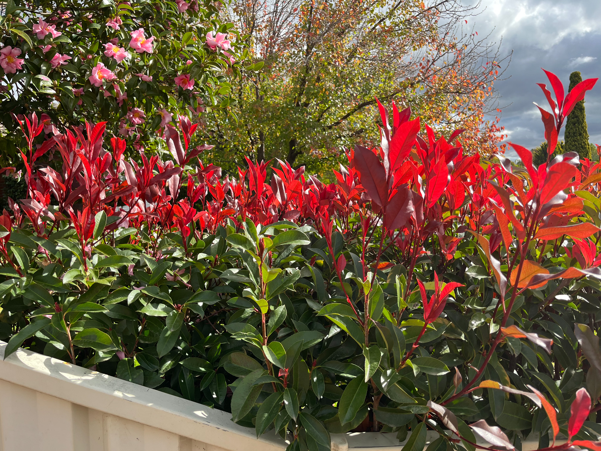 Photinia robusta - Image 4