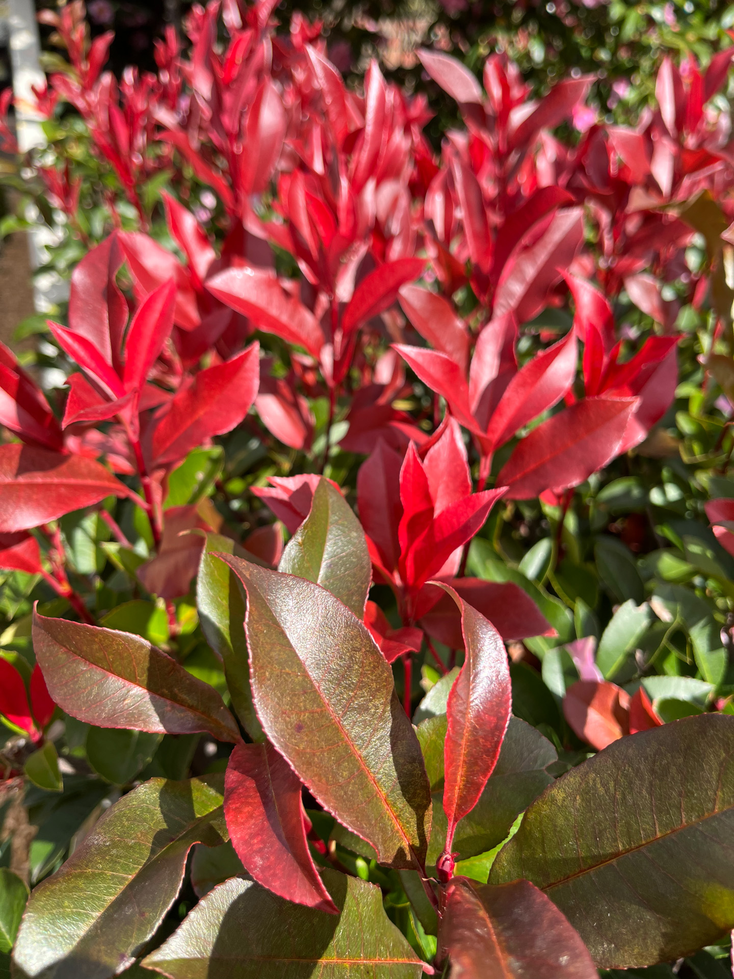 Photinia robusta - Image 5